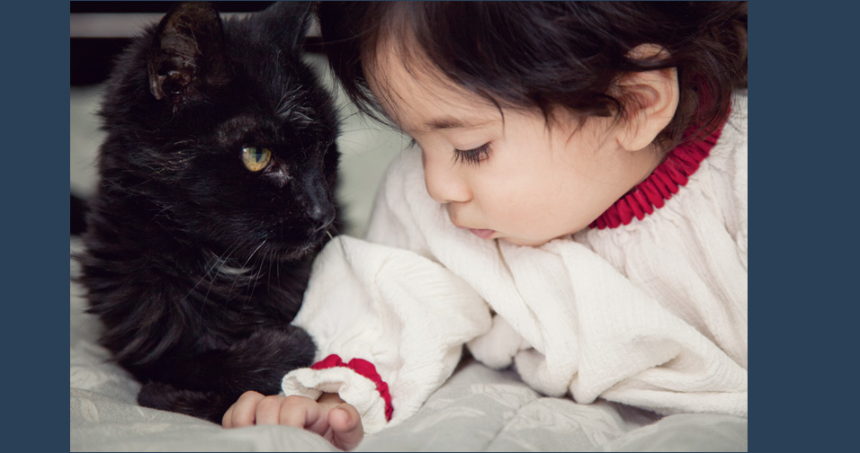 little girl with cat - family photographer santa monica